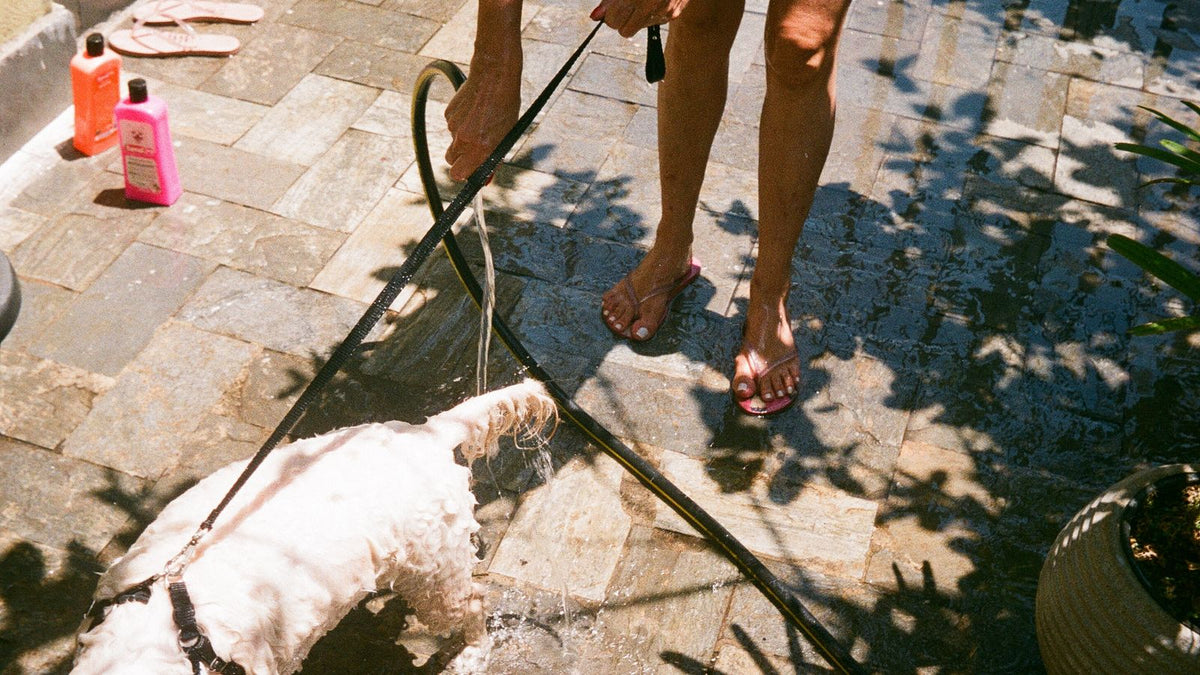 Owner bathing their dog outdoors with a hose on a sunny day