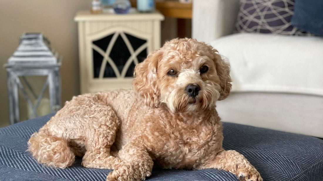 Cockapoo dog relaxing indoors, a popular UK crossbreed