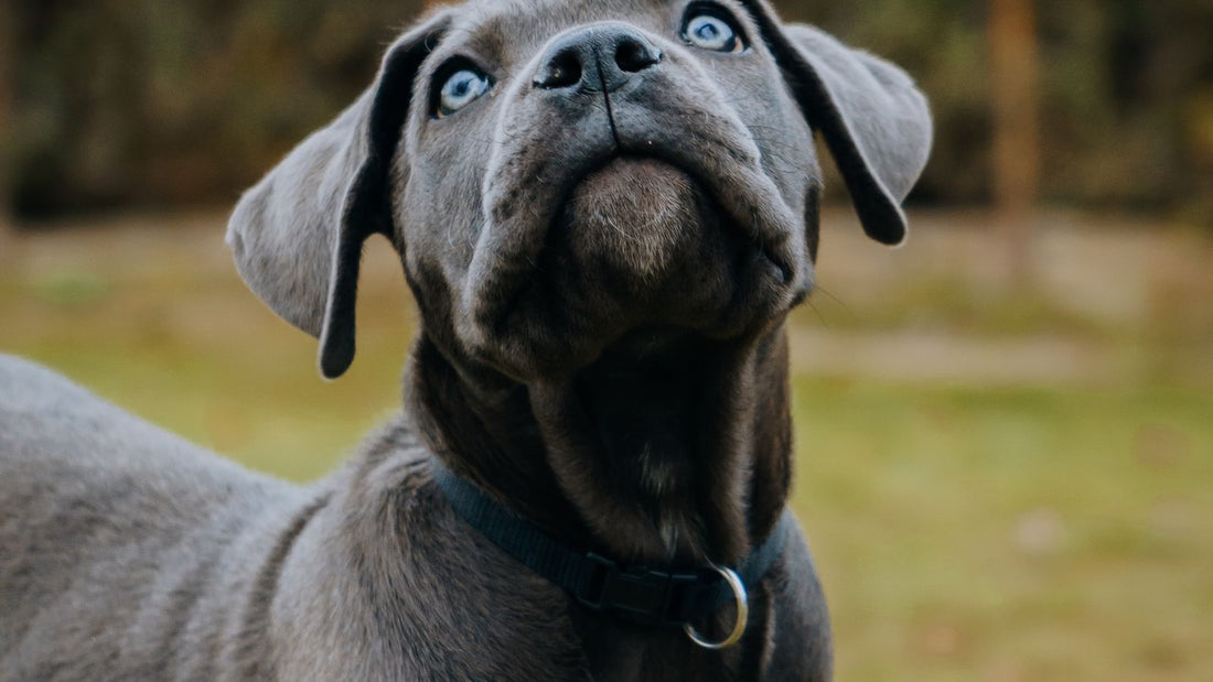 Cane Corso puppy with distinctive blue eyes looking up outdoors