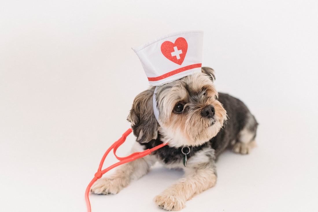 Small dog wearing nurse hat and red stethoscope, promoting dog health care
