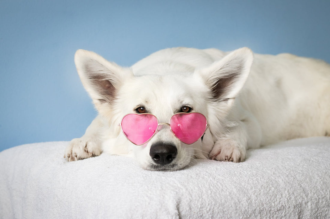 White dog with heart-shaped pink sunglasses relaxing on a towel, blue background.