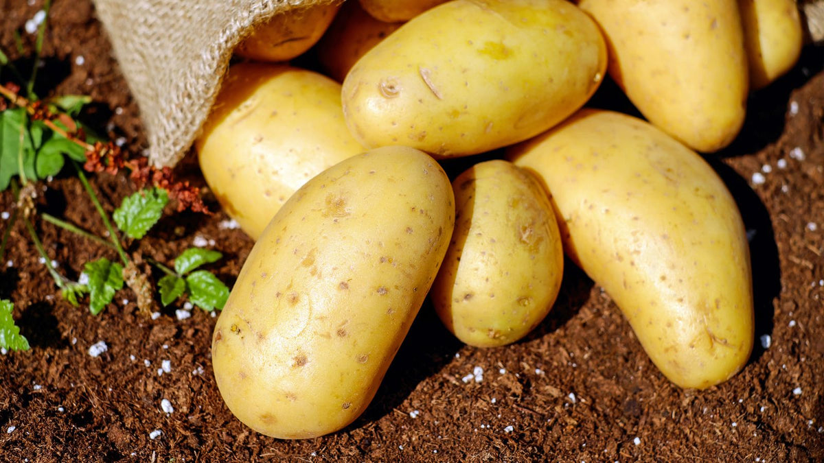 Fresh potatoes, relevant to whether dogs can eat potatoes