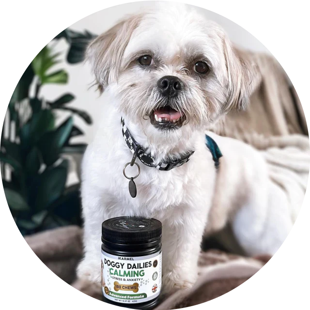 Small white dog sitting beside a jar of calming dog chews for stress and anxiety relief.