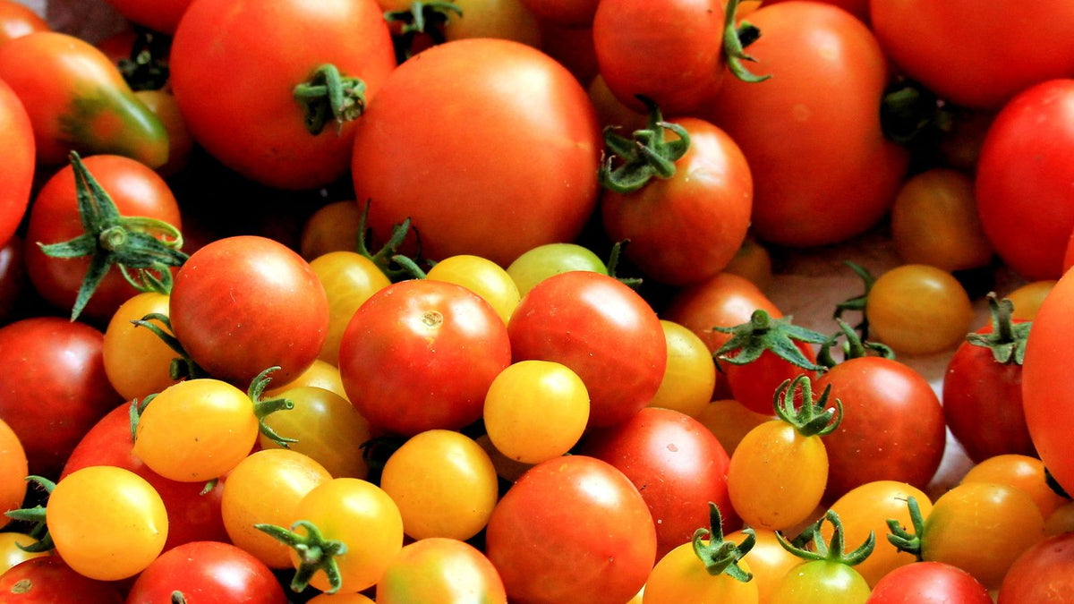 Fresh red tomatoes