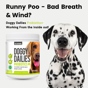 Probiotics for Dogs
