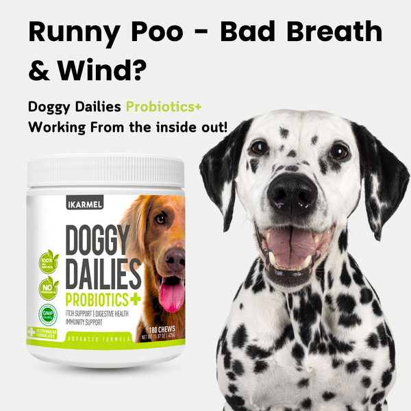Probiotics for Dogs