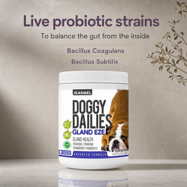 Doggy Dailies Gland Eze anal gland chews jar highlighting live probiotic strains, Bacillus coagulans and Bacillus subtilis, to balance the gut from the inside